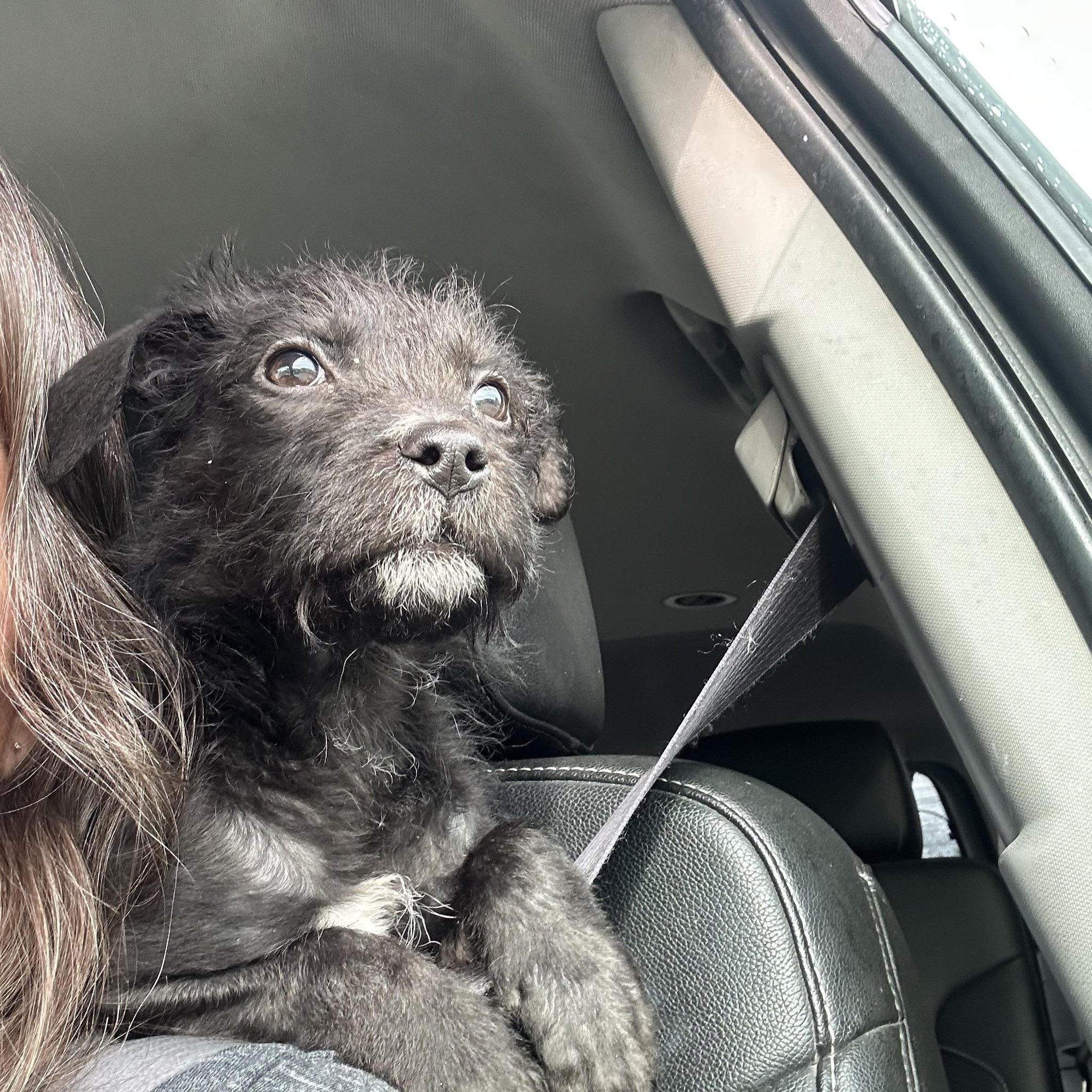 Mutts in a Rut Rescue