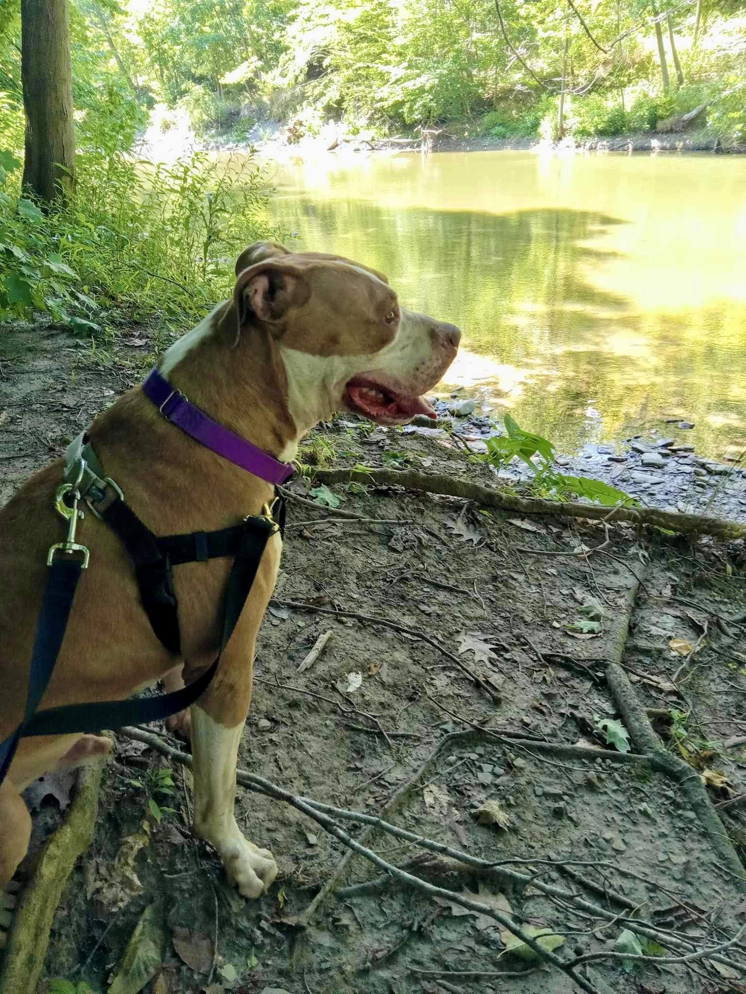 Mutts in a Rut Rescue