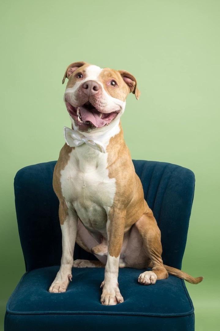 Mutts in a Rut Rescue