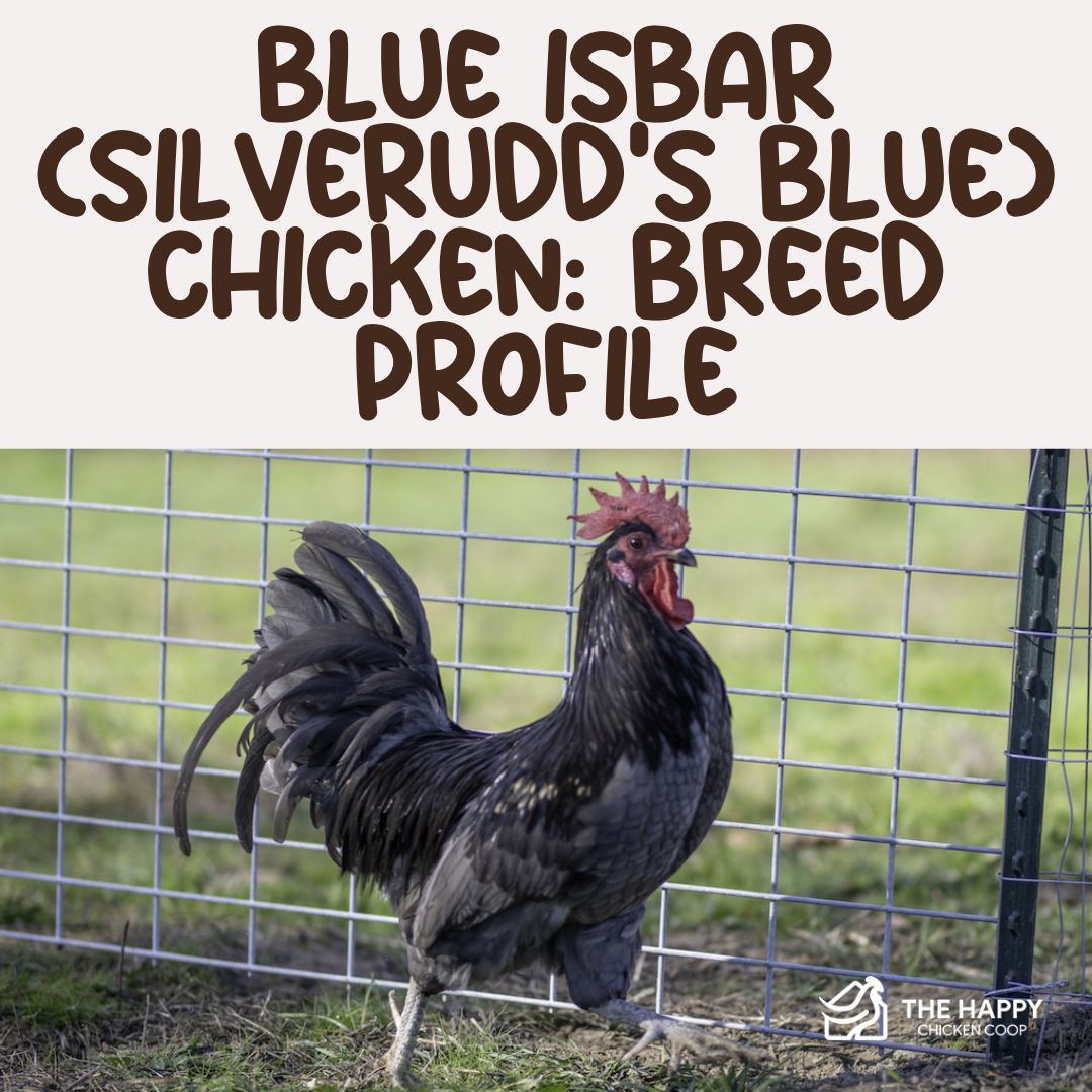 The Happy - This breed profile introduces the Blue Isbar chicken ...