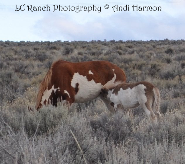 LC Ranch Photography