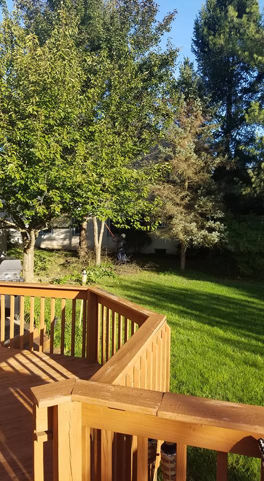 Riggs Tree Service, LLC. | Bryn Mawr PA