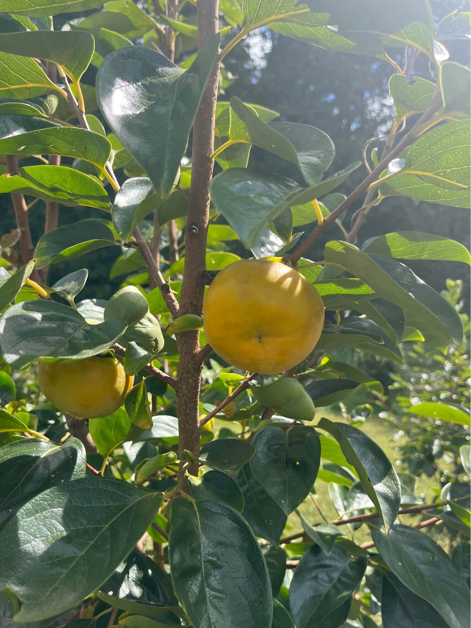 Fuyu persimmon tree 2-3 feet tall $40 each visit 1801 yorkmont road ...