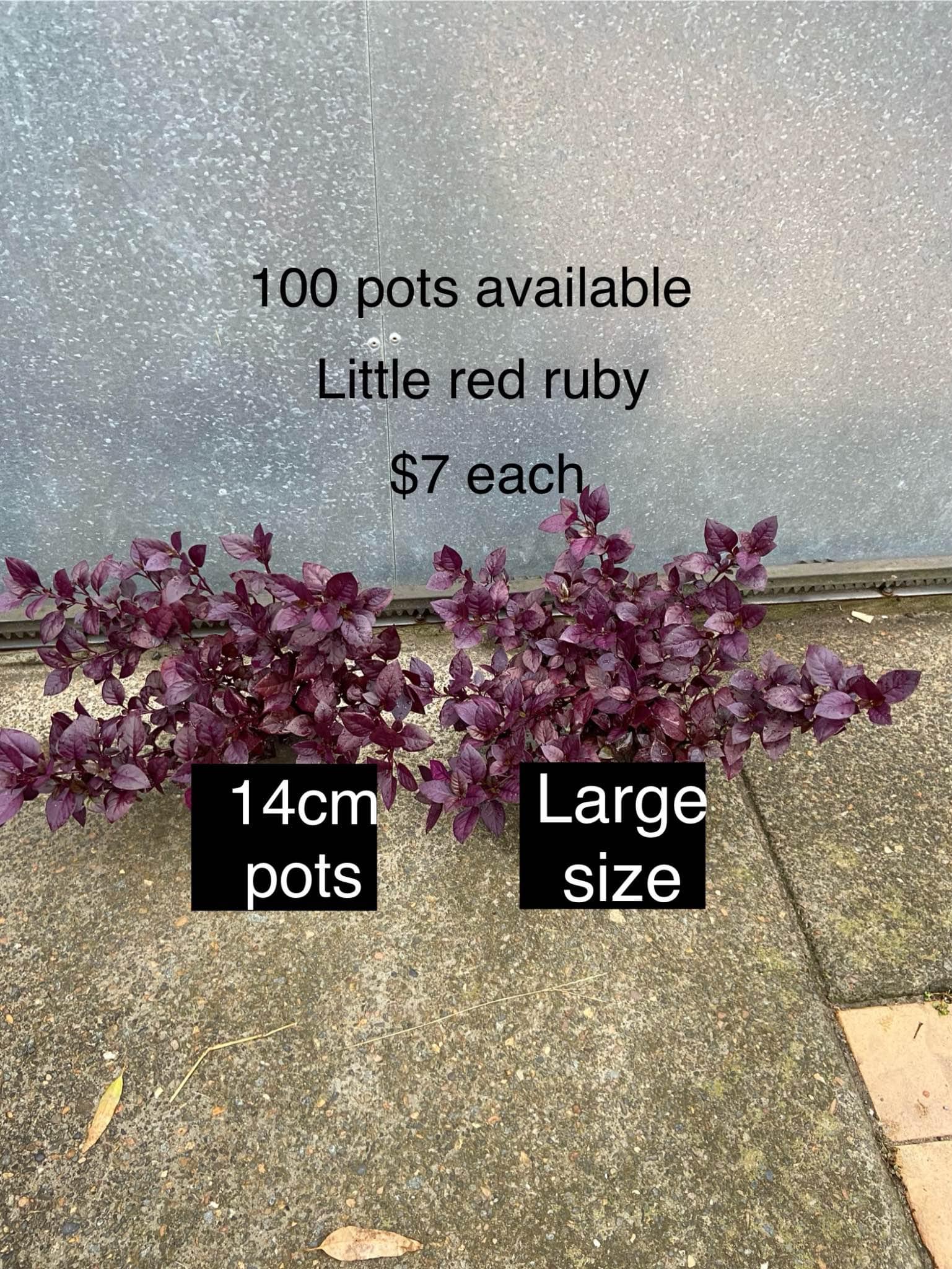 Large size little red ruby at $7 each,pick up Carlton - Plants ...