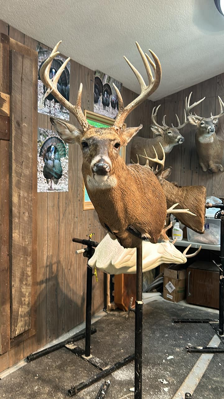 Tall Tine Taxidermy | Morgantown IN