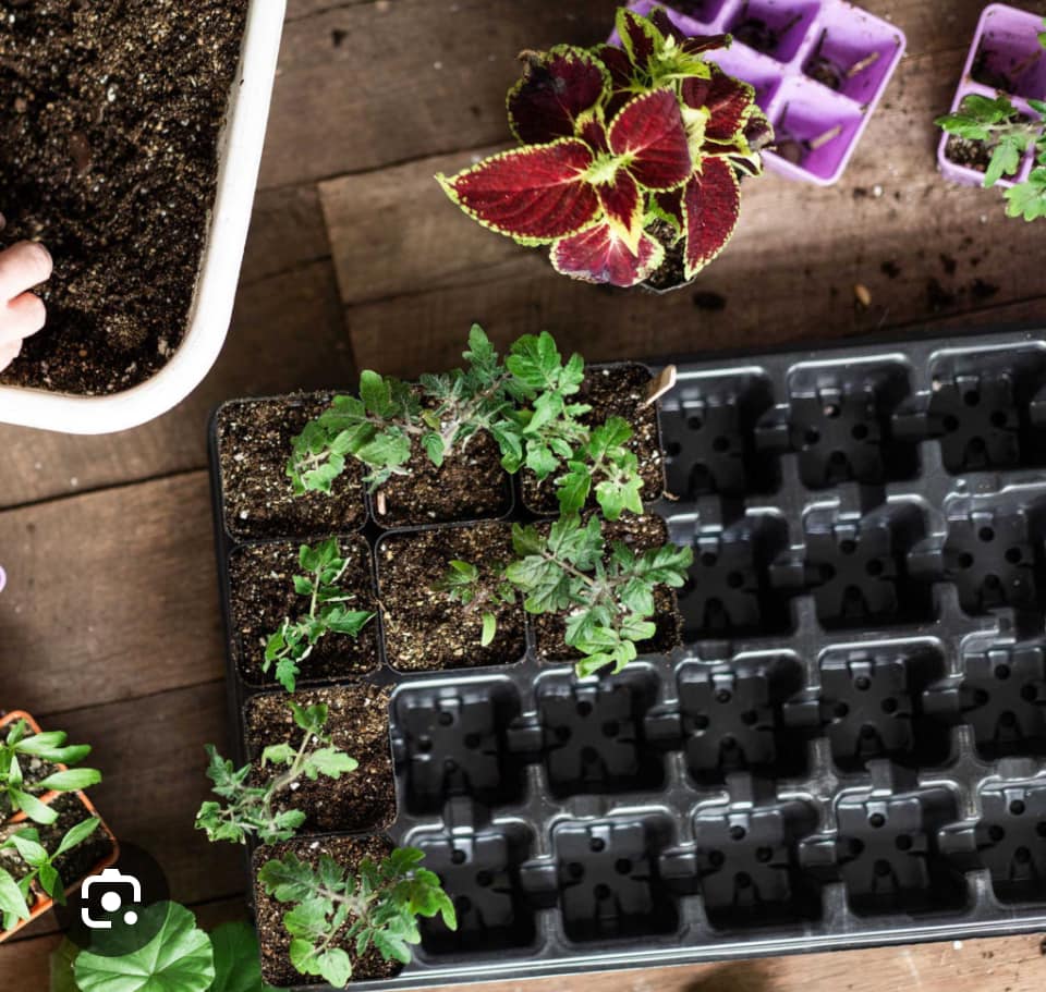 Germinating Trays With Domes Seed Starting Tray For Sale Cells Propagation Tray
