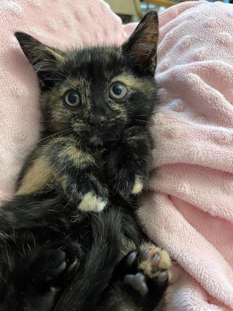 This stunner is Ruby. She and her... - K’s Kitten Rescue | Facebook