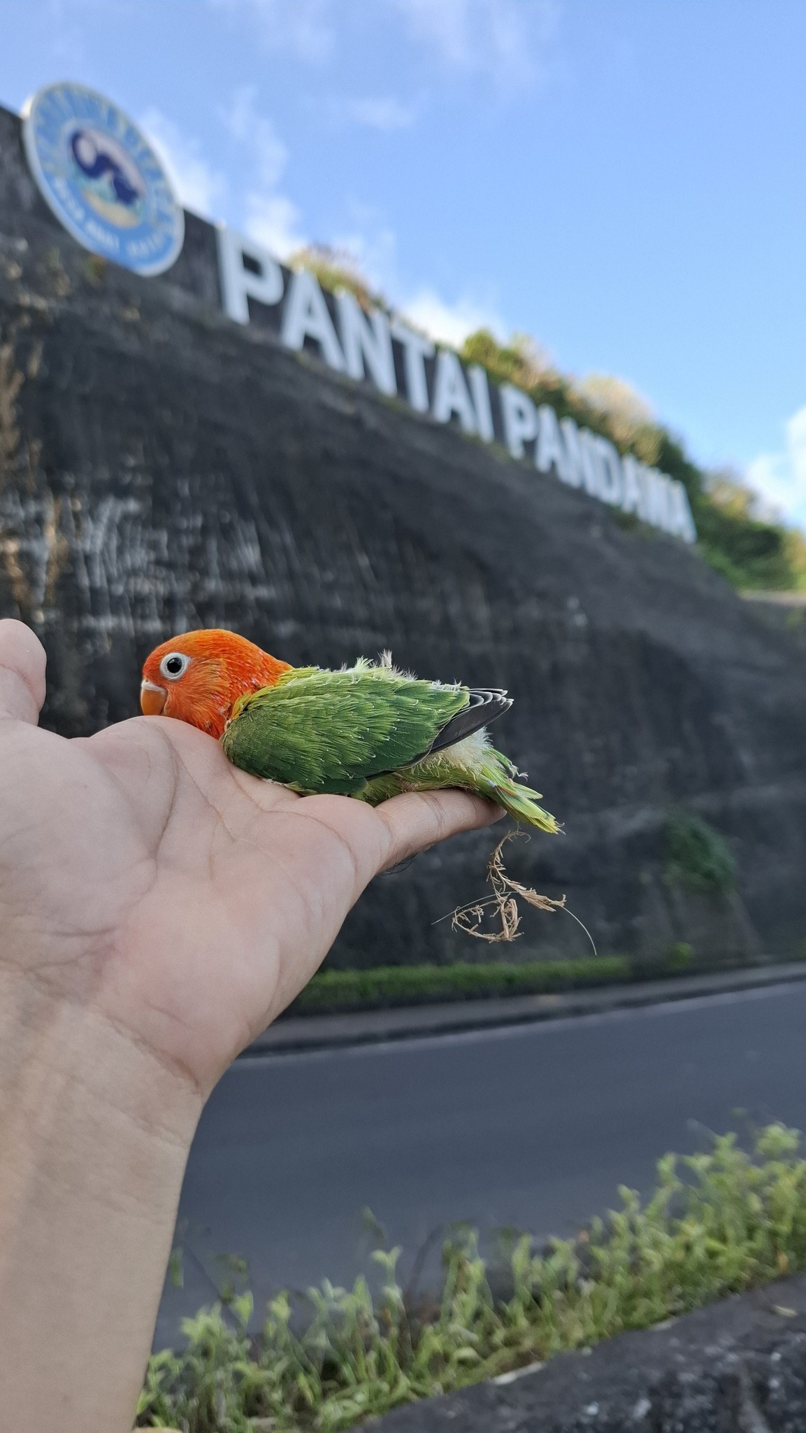 Roman Tipe-x - Telor perdana lovebird gren x pb vio,... | Facebook