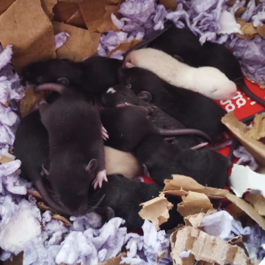 Gardens Clan Rattery - Columbus, OH