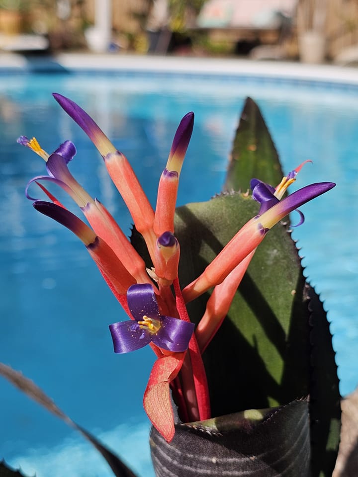 Billbergia 'Darth Vader' Blooming and Growing Conditions