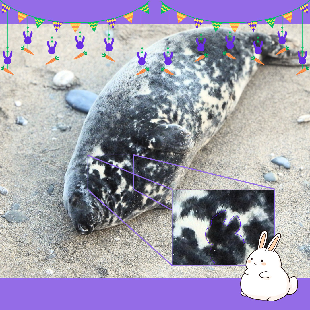 Seal - 🐣 It's nearly Easter weekend! 🍫 Allow me to introduce named seal ...