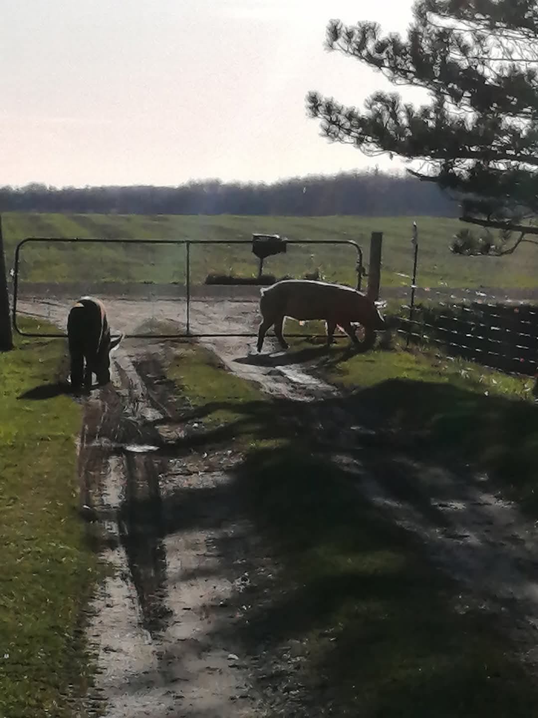 Ruby Ranch Pig and farm animal Sanctuary