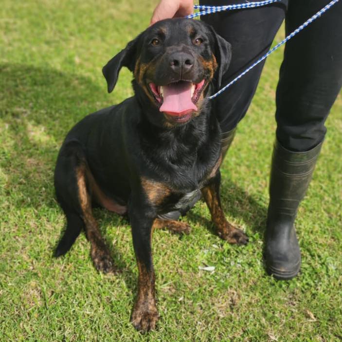 Pound Patrol - Milo is a charming 2-year-old Rottweiler... | Facebook