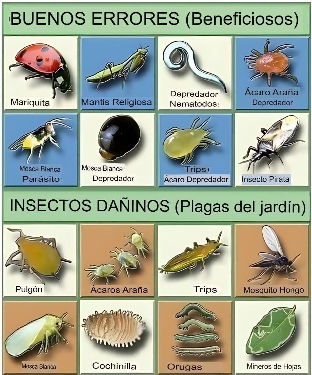 Consultoria - Insectos Beneficiosos: Aliados en tu Jardín🐝🌼🌻🌺🌴🌿💚 Estos ...