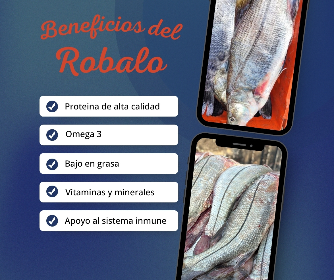 El robalo es un... - Distribuidora de mariscos La Pigua