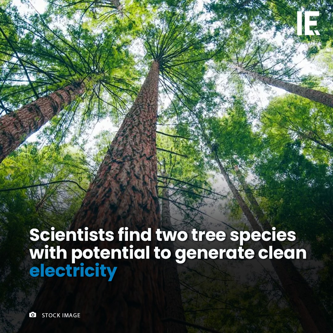 These trees' dense wood makes... - Interesting Engineering