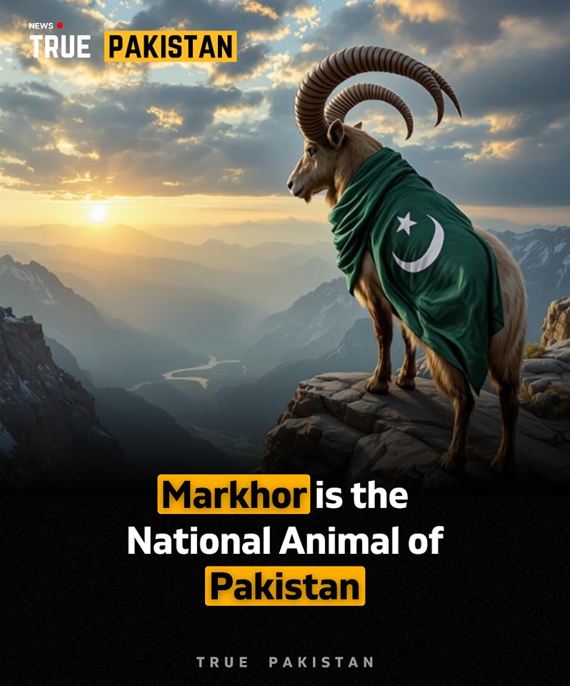 True - The Markhor (Capra falconeri) is the national animal of Pakistan ...
