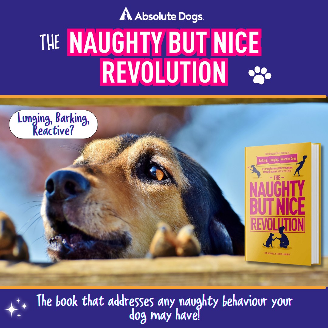 absoluteDOGS - 🌟 Transform Your Hyperactive, Reactive, or Anxious Dog ...