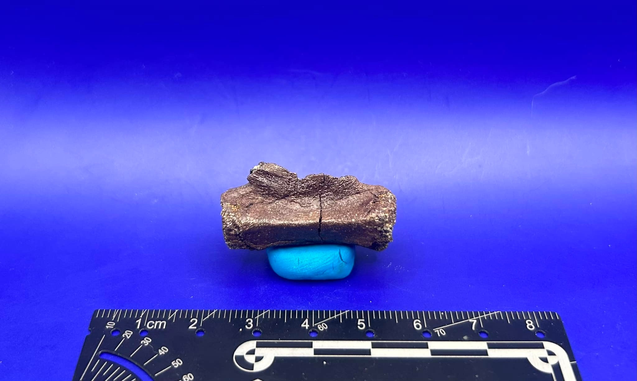 Reed Fossil Prep
