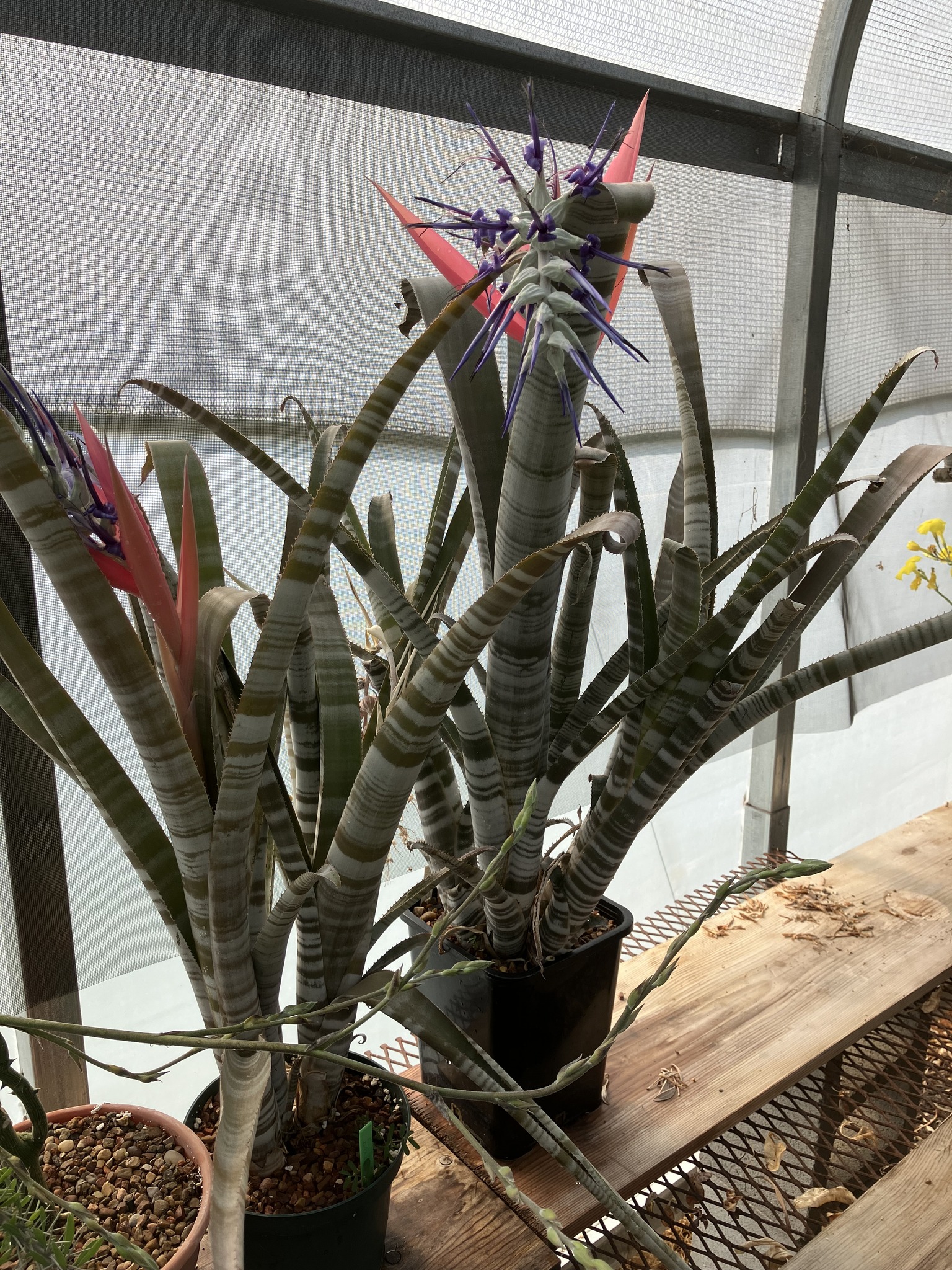 Billbergia 'Prickly Heat' bromeliad colouration