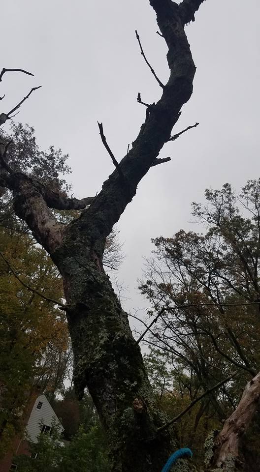 Riggs Tree Service, LLC. | Bryn Mawr PA