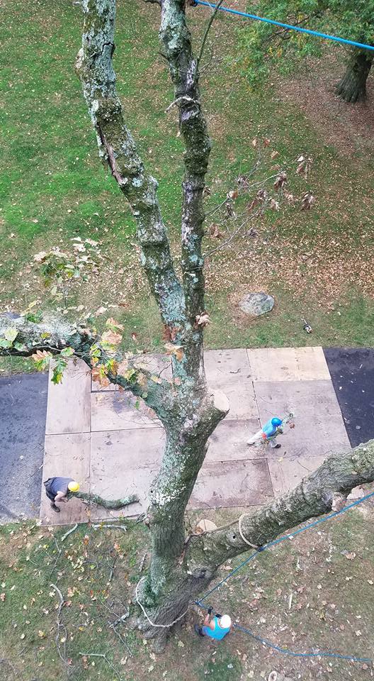 Riggs Tree Service, LLC. | Bryn Mawr PA