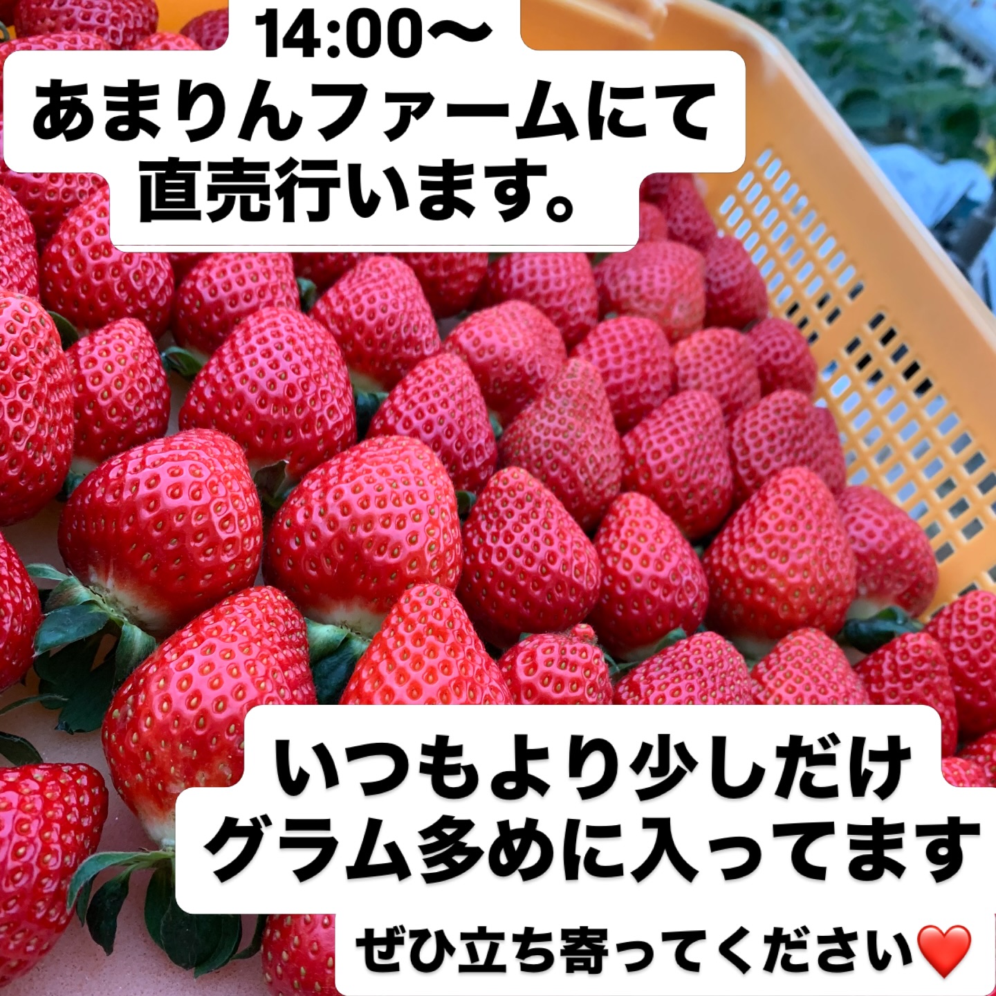 しびらきファームです！ 本日大宮公園マルシェ参加してきました 