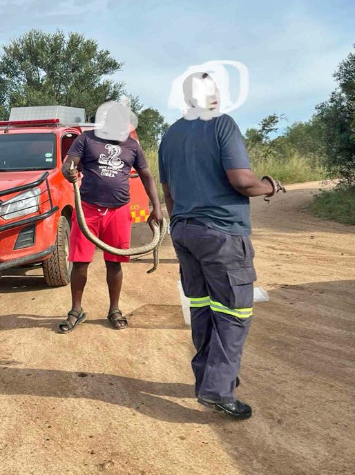 This morning, snake rescuers... - Latest Sightings - Kruger | Facebook