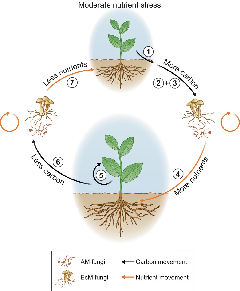 Ectomycorrhizal Diagram The Influence Of Tree Genus, Phylogeny, And