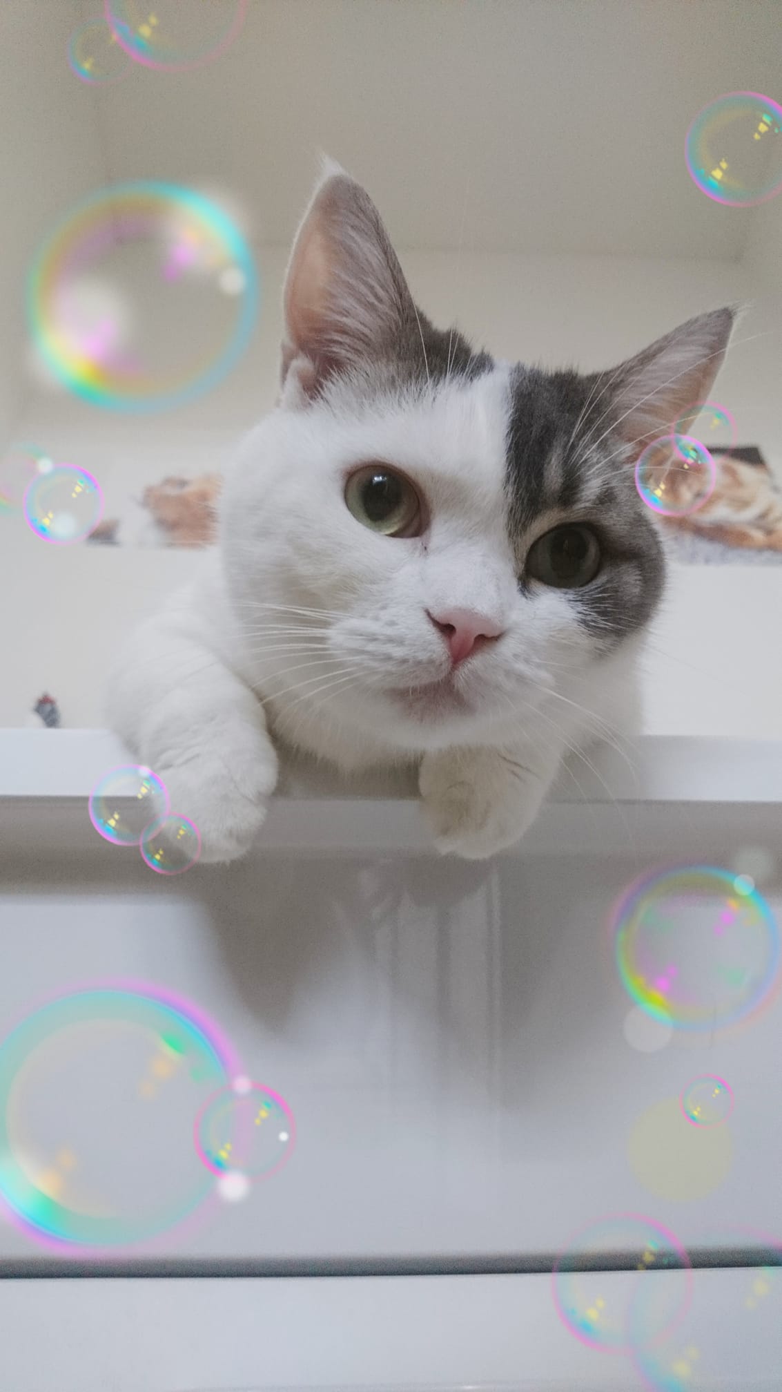 猫 カフェ ねこぱんち