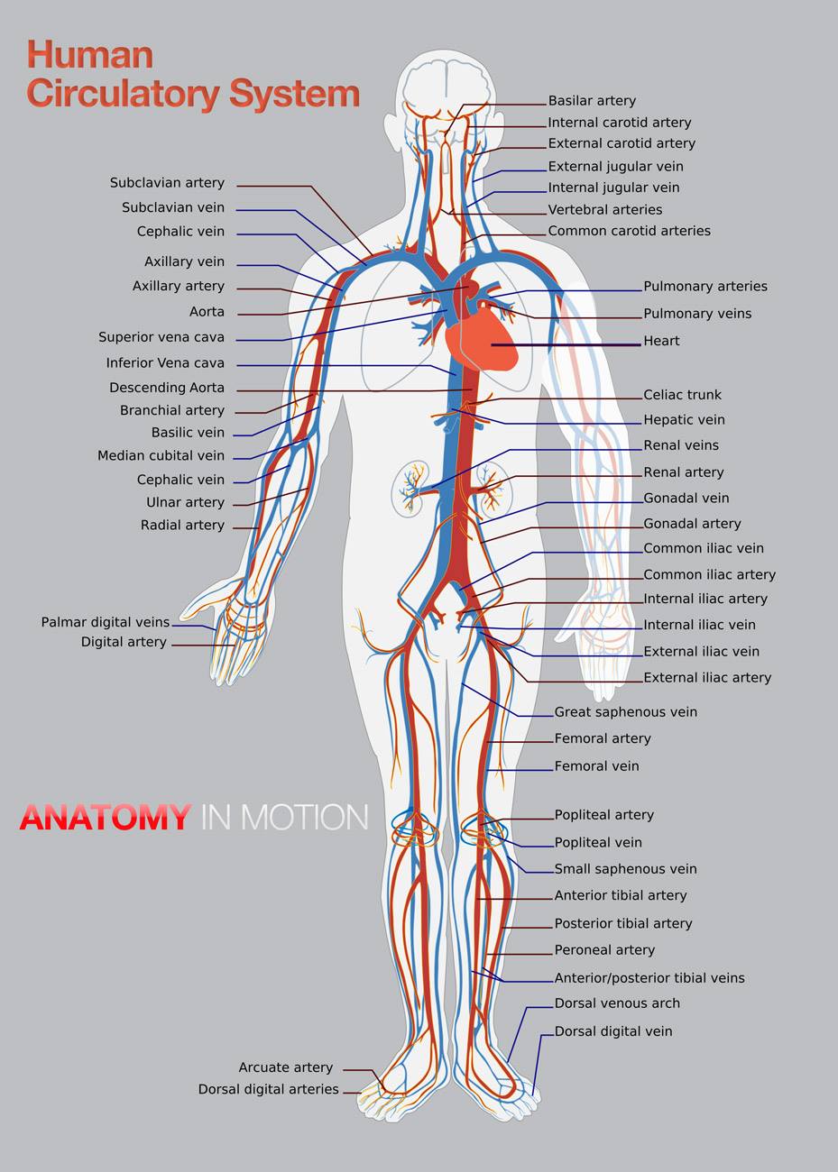Anatomy In Motion About The Heart And Circulatory System The Circulatory System Is Composed Of The Heart And Blood Vessels Including Arteries Veins And Capillaries Our Bodies Actually Have Two Circulatory