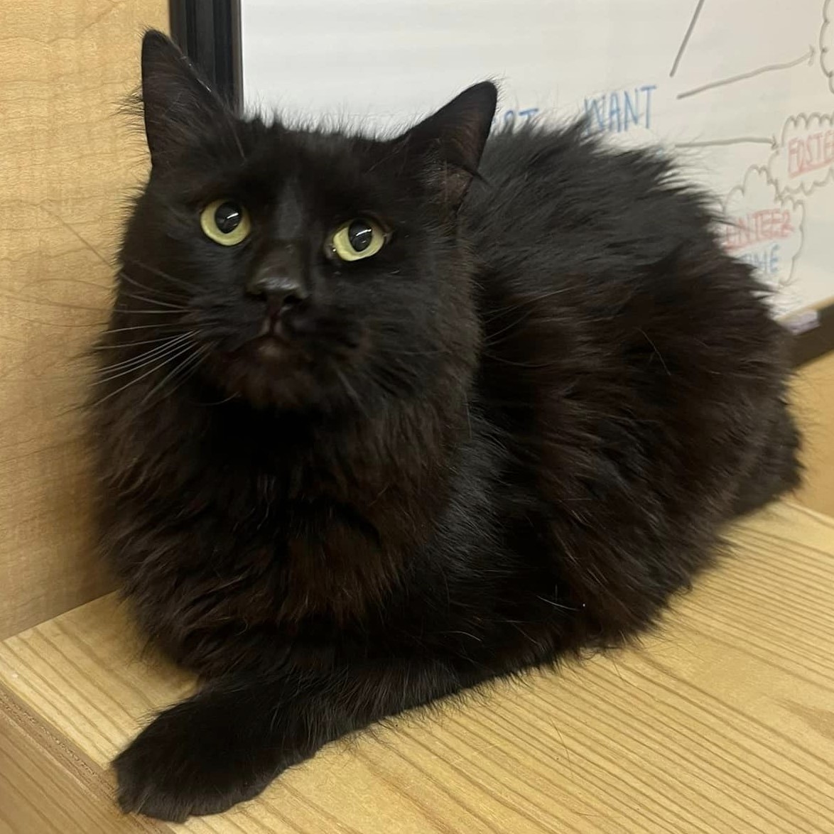 😺Meet Toothless, a majestic... - Desert Paws Rescue Cats