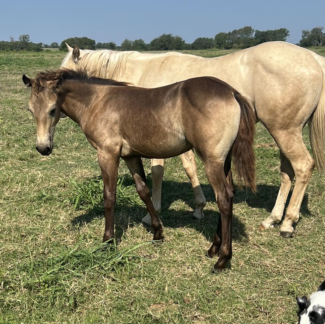 Goodwin Farm & Ranch Supply | Temple TX
