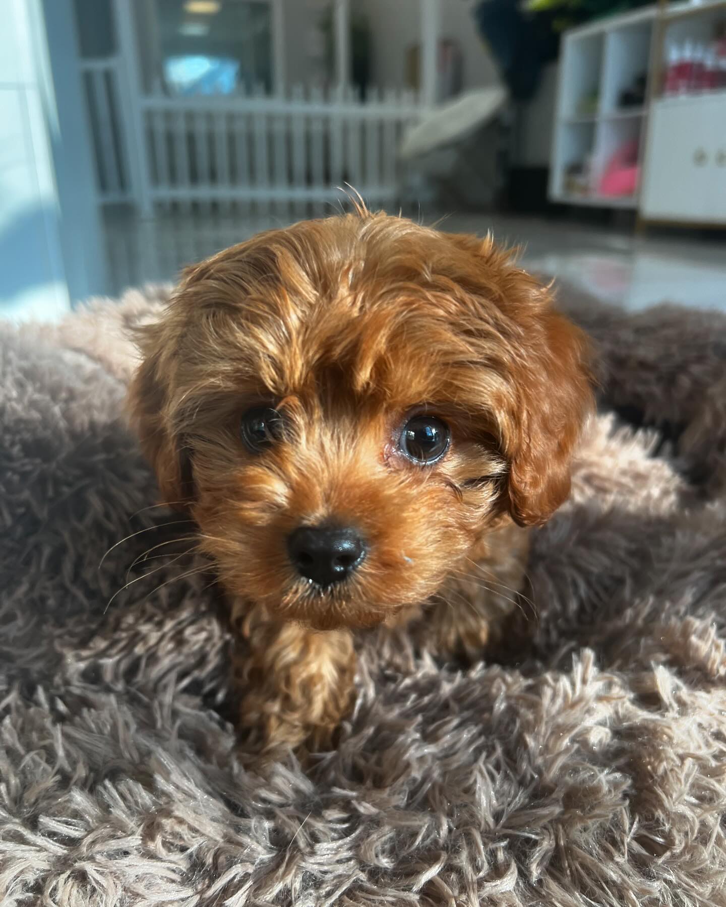 Vanity Pups Boutique | New York NY