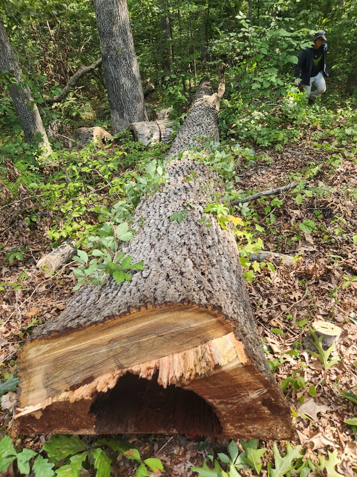 Rivas Landscaping and Tree Service | Fredericksburg VA