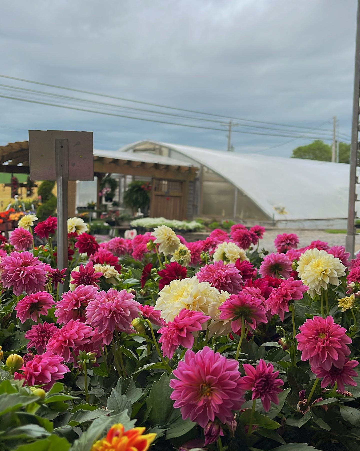 Cherry Ridge Greenhouse | Sugarcreek OH