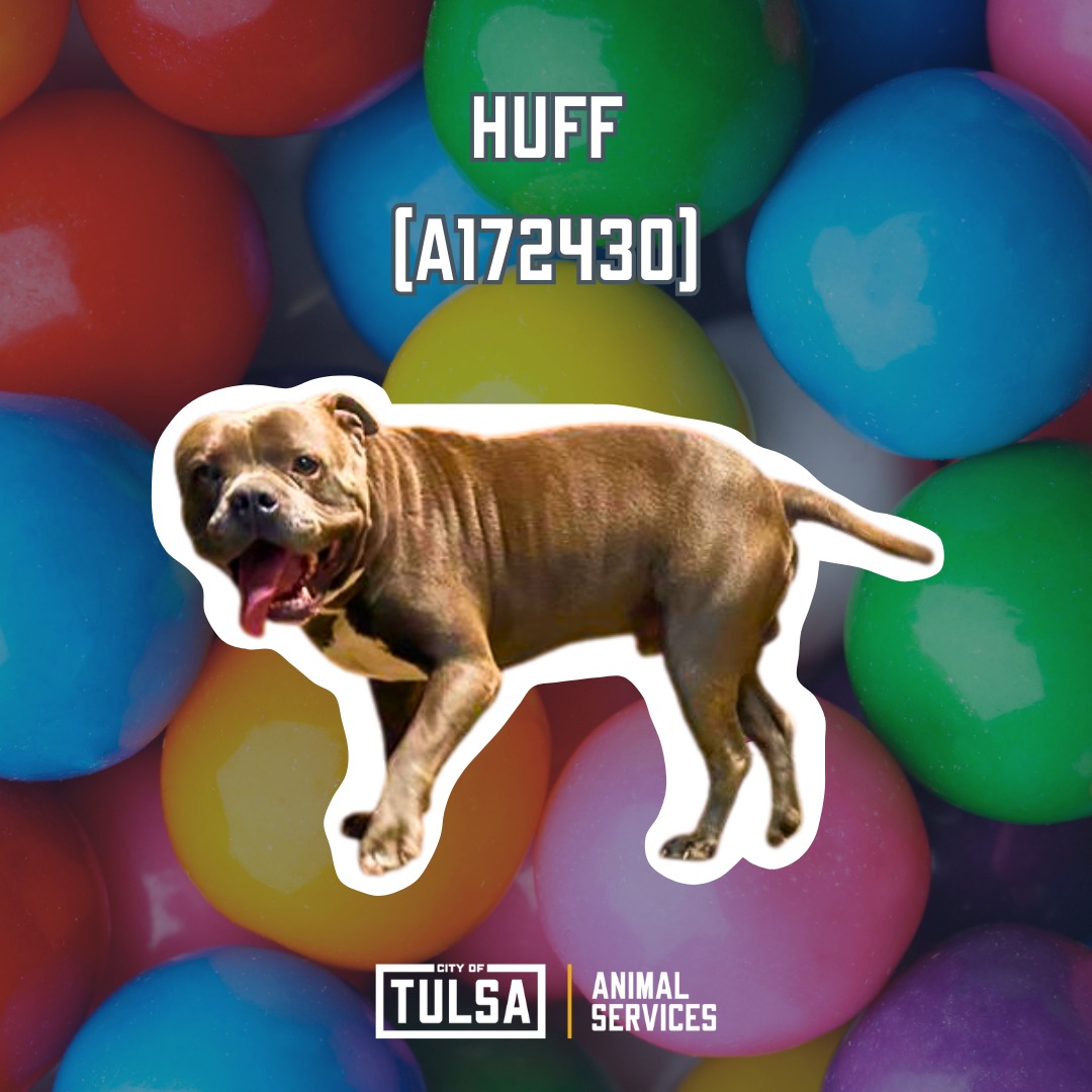 Tulsa - Meet Huff - a big-hearted pup with an even bigger smile! This ...