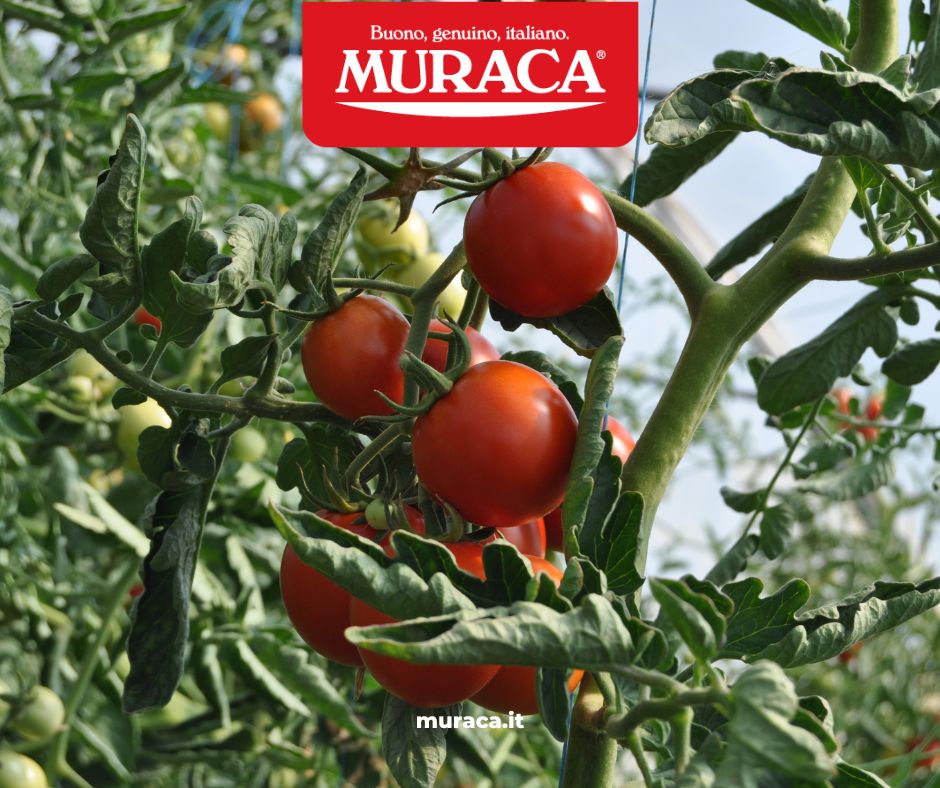 Muraca SRL | Cicala
