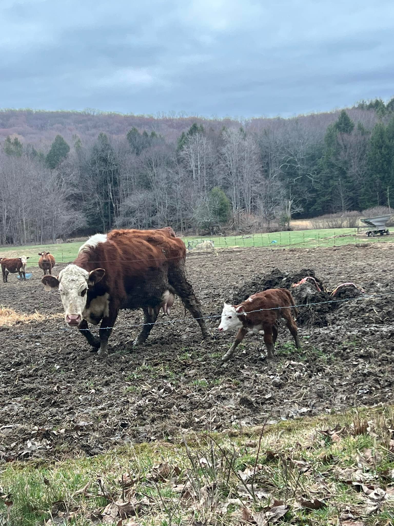 Thomas Huey Farm photo 2