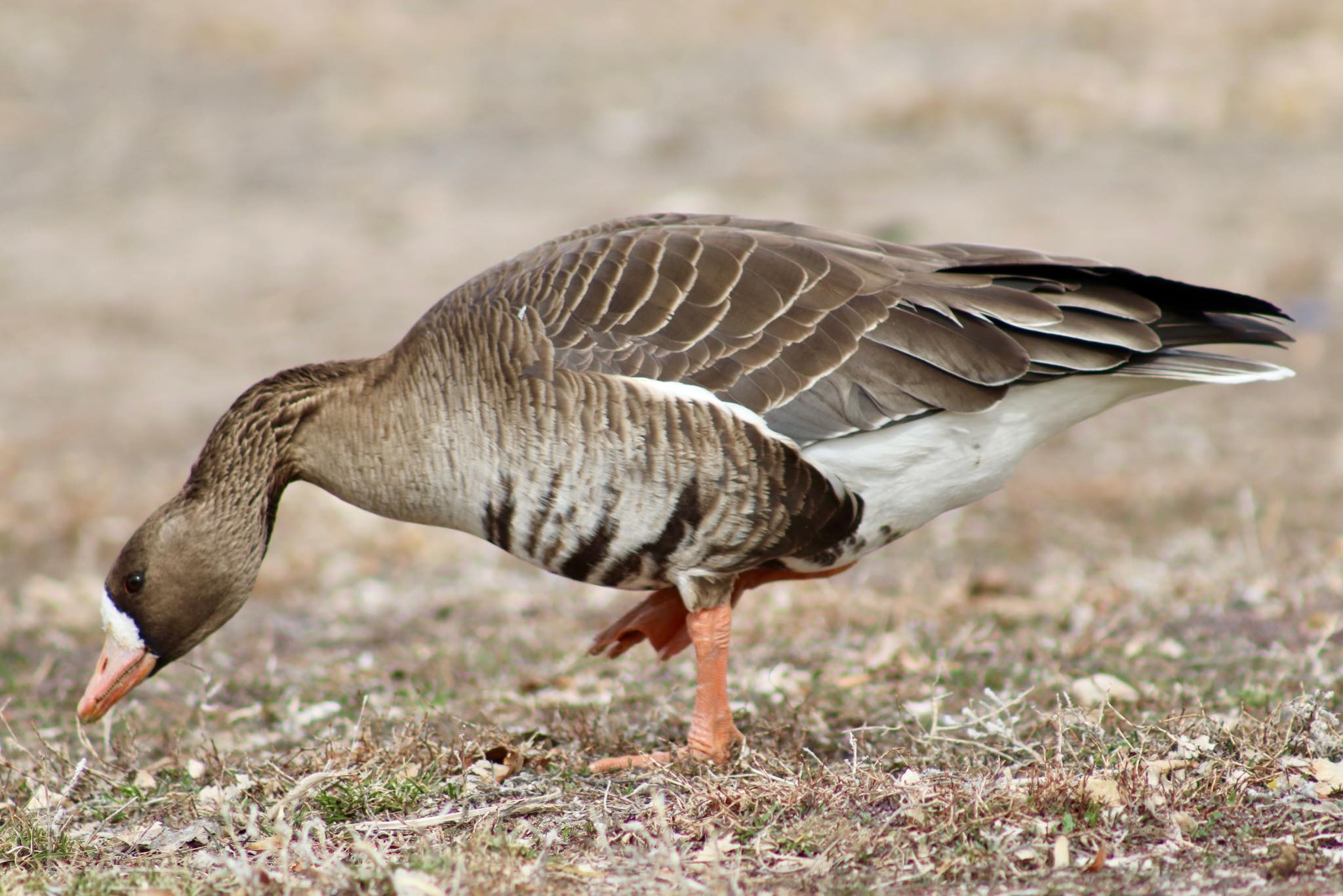 Unusual goose spotted in Colorado with domestic and Canada goose 