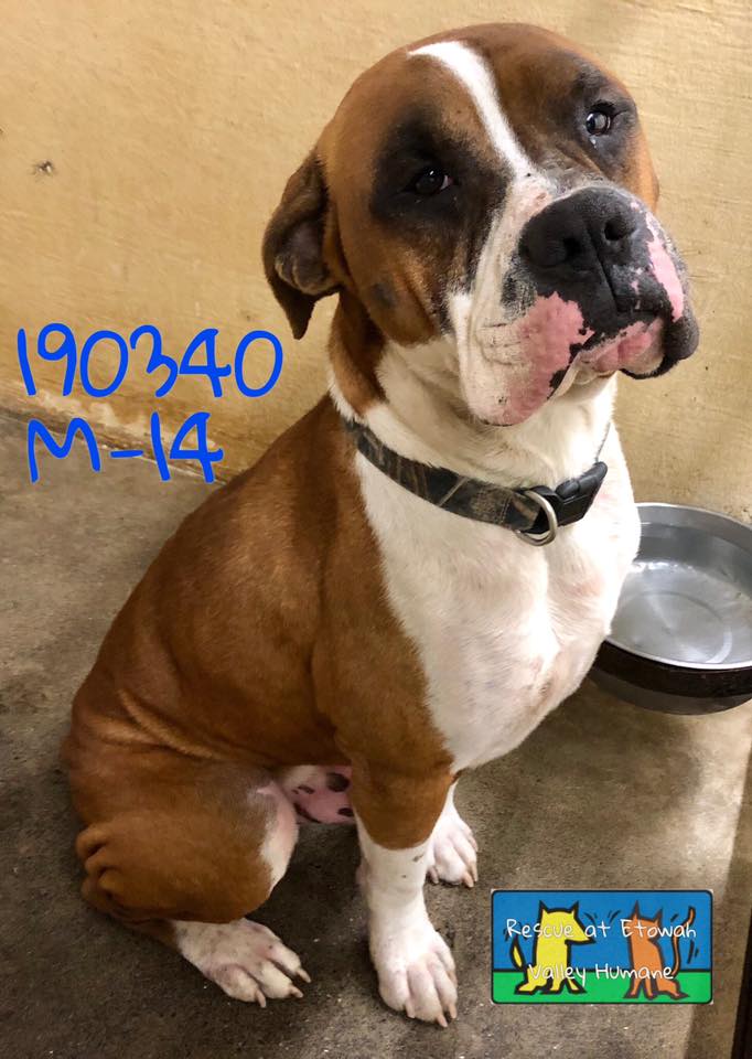 Atlanta Boxer Rescue | Stone Mountain GA