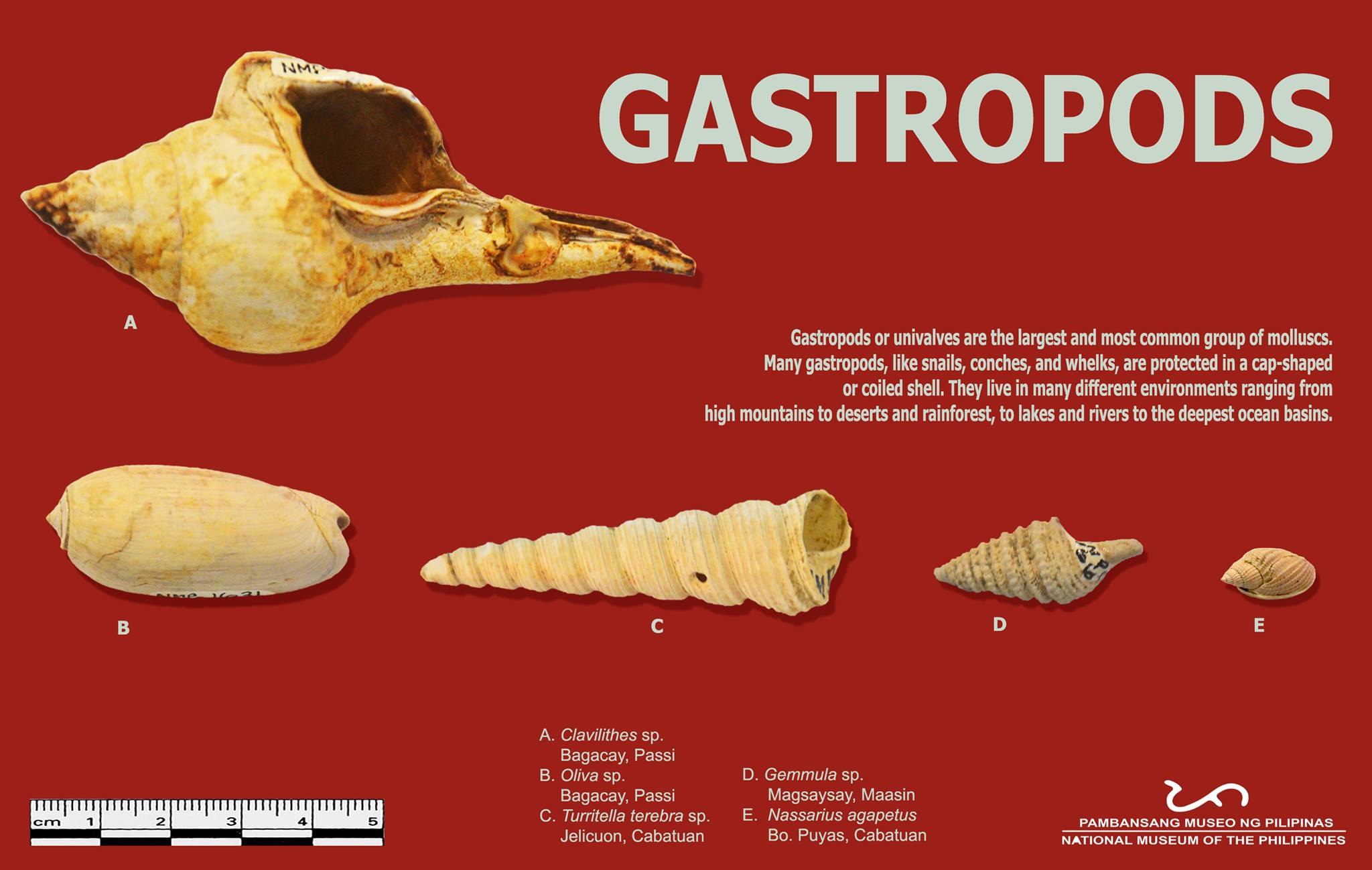 SHELL... - National Museum of the Philippines - Iloilo