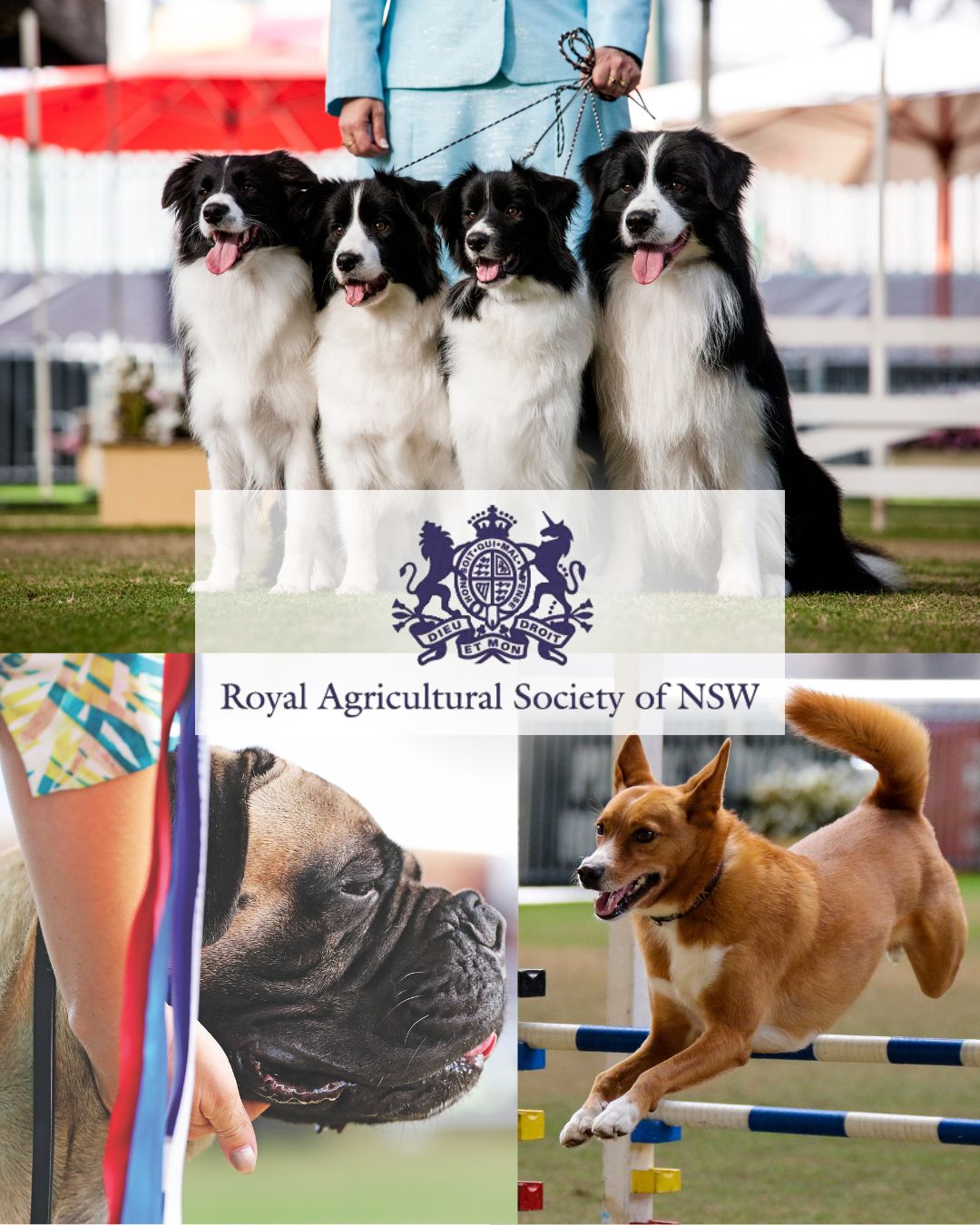 DOGS NSW - The Sydney Royal Easter Show – A Dog Lover’s... | Facebook
