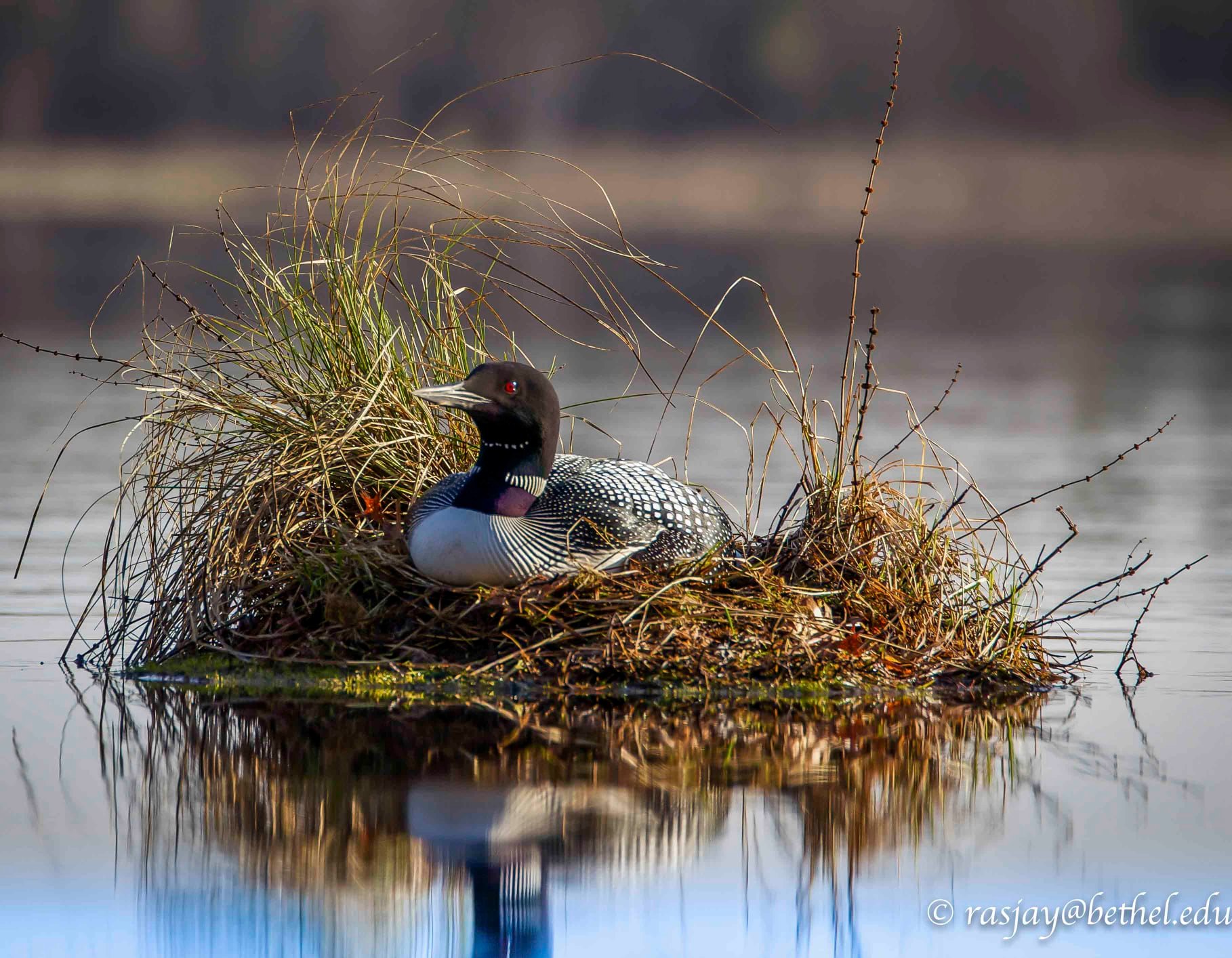 For April I’m offering... - Jay Rasmussen Photography, LLC | Facebook