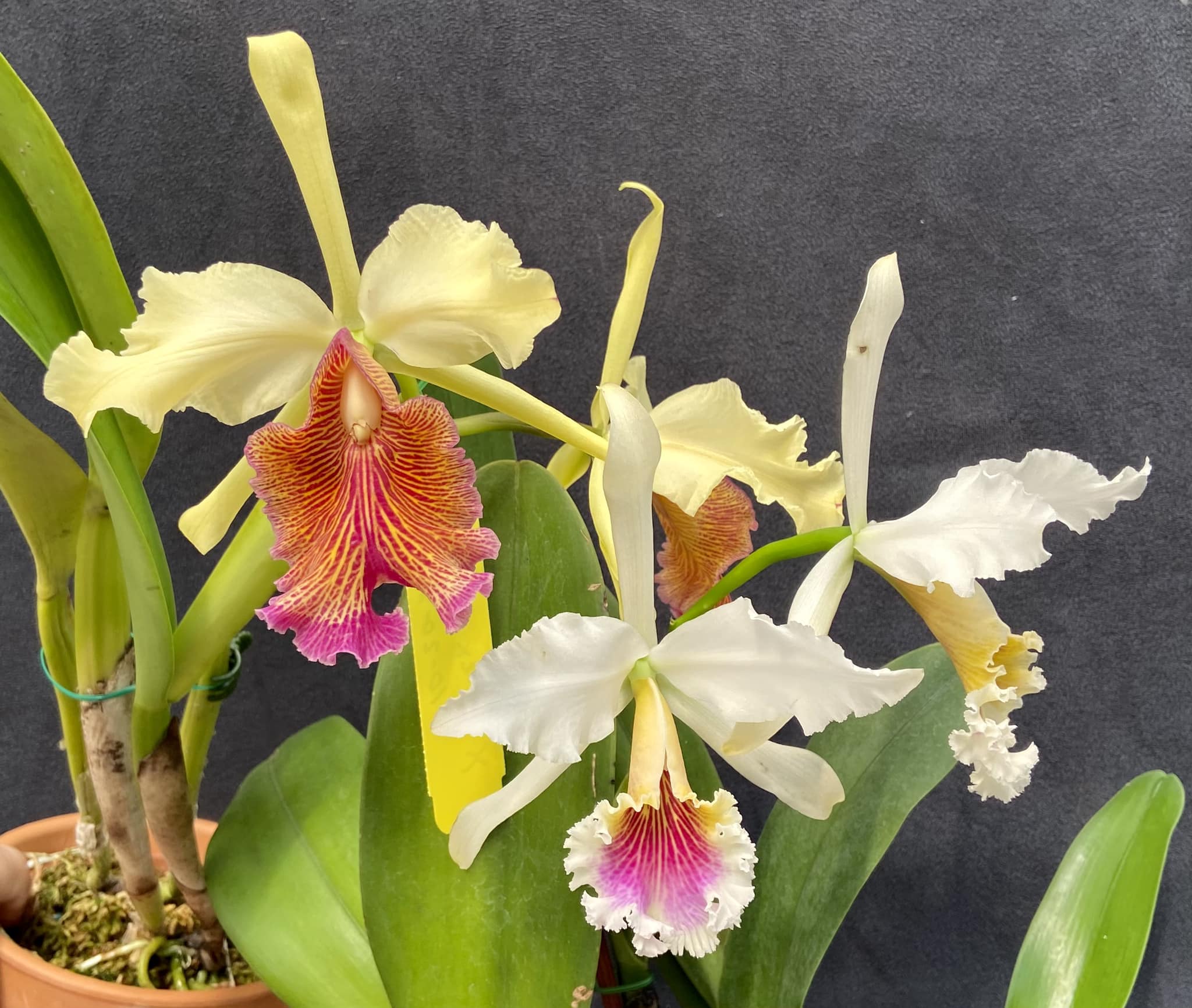 Chadwick's C Triumphans orchid hybrid