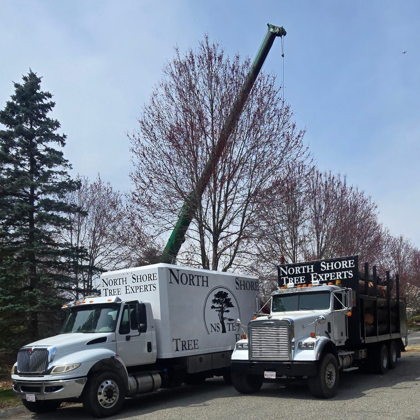 North Shore Tree Experts | Danvers MA