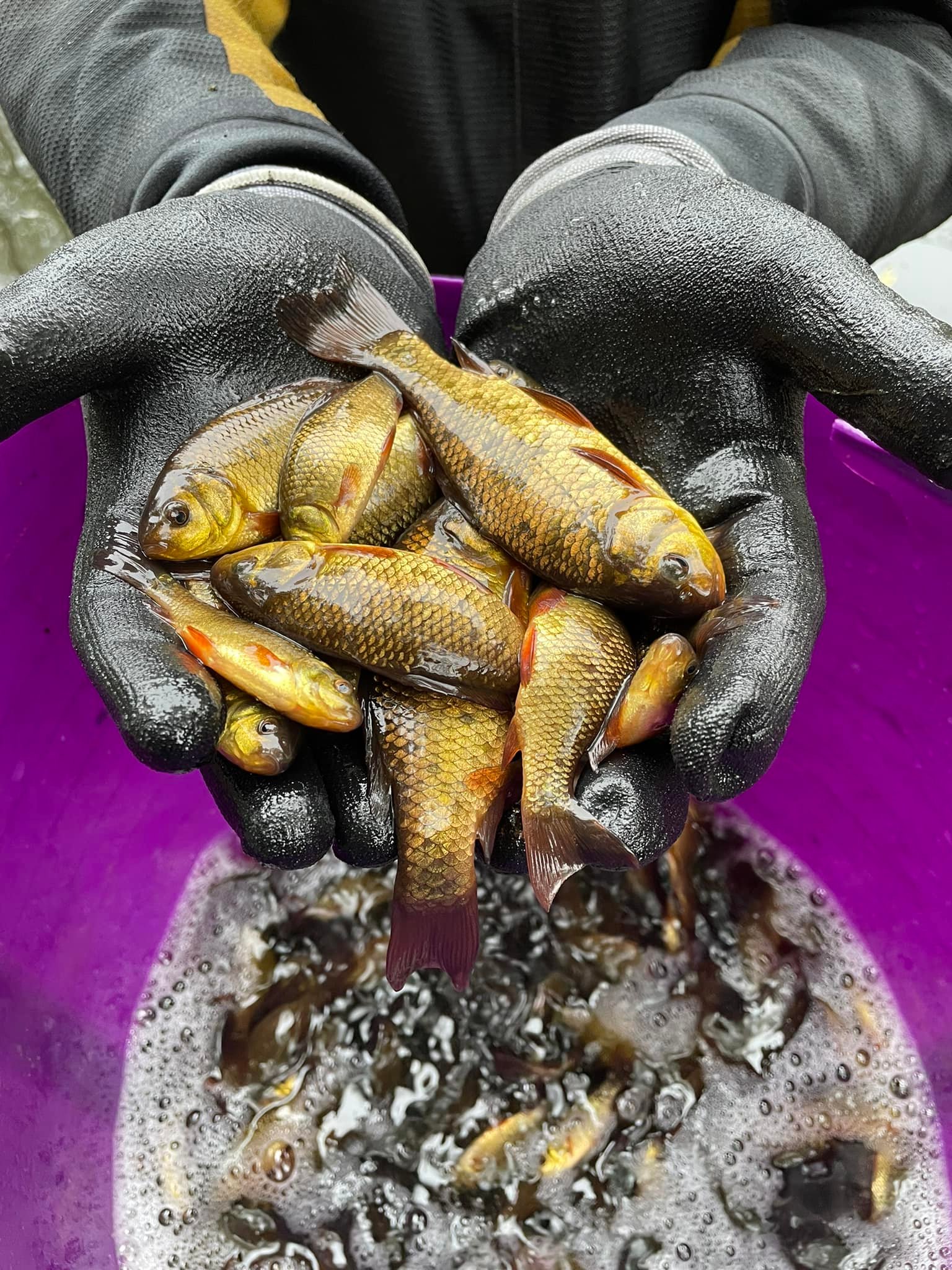 Back in 2018 we stocked Milton Country Parks, Halls Pool with 1000 ...
