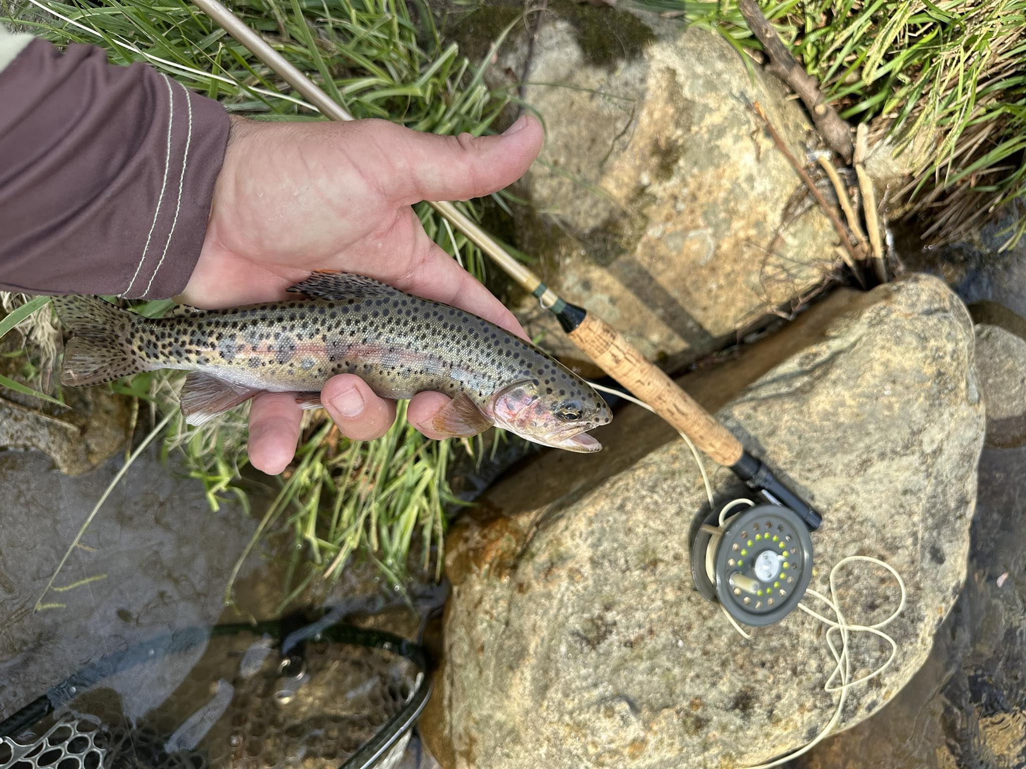 cayuga fly reel Abel Vaya De Young Brook Flank Available in four sizes Size:7/8/9 Animal Catch Pole Control Classification_Freshwater