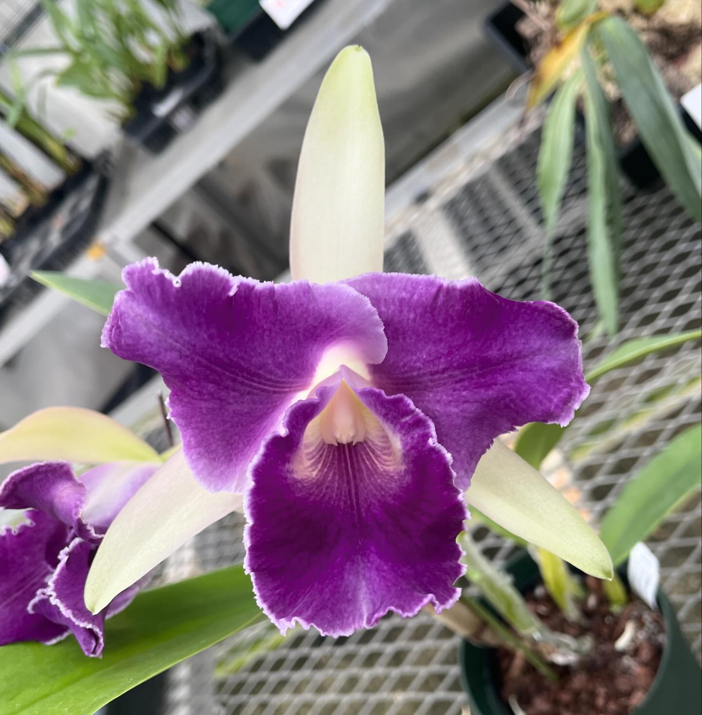 国際園芸 - Cattleya Walintergaspur (Walkerinter x C. G. Roebling