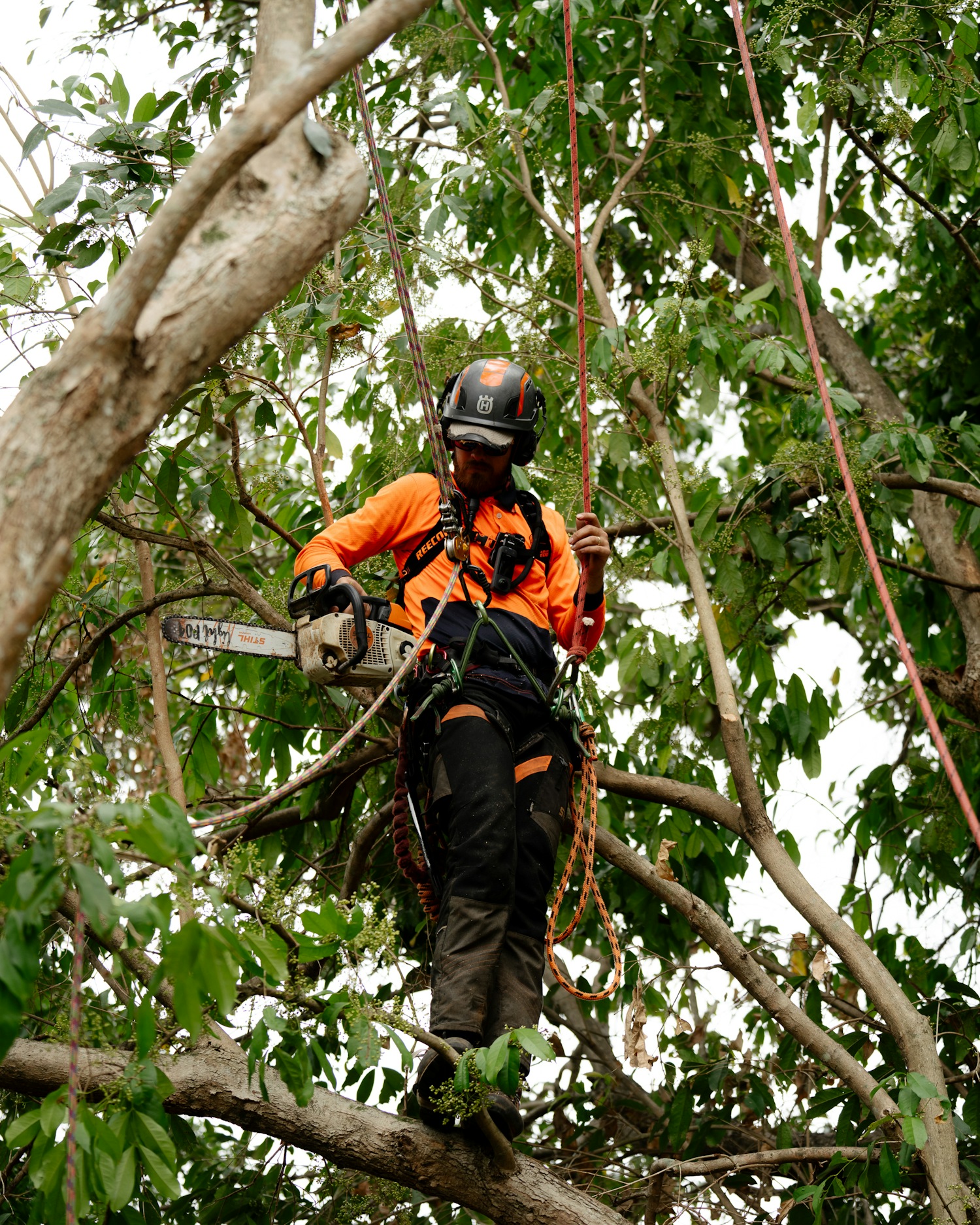 The Tree Barber - Pruning: The Key to Healthy Trees ️...